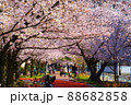 満開の桜 88682858