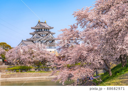 春の墨俣一夜城、満開の桜〈岐阜県大垣市〉 88682971