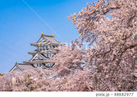 春の墨俣一夜城、満開の桜〈岐阜県大垣市〉 春の墨俣一夜城、満開の桜〈岐阜県大垣市〉 88682977