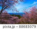 満開の桜と島原の海 88683079
