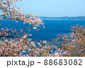 満開の桜と長崎の海 88683082