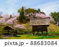 桜と高床式倉庫 88683084