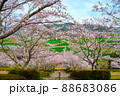 満開のさくら 88683086