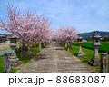桜と灯籠と参道と 88683087