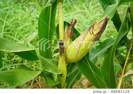 fresh corn organic on agricultural field 88683126
