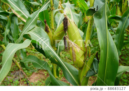 fresh corn organic on agricultural field fresh corn organic on agricultural field 88683127
