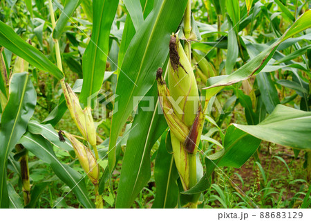 fresh corn organic on agricultural field 88683129