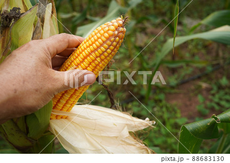 fresh corn organic on agricultural field 88683130