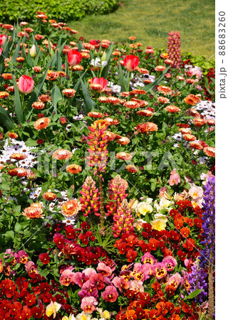 春の花咲く横浜山下公園 88683260