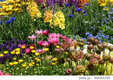 春の花咲く横浜山下公園 春の花咲く横浜山下公園 88683290