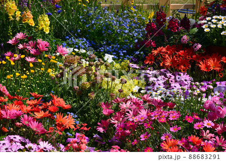 春の花咲く横浜山下公園 春の花咲く横浜山下公園 88683291