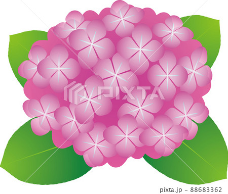 シンプルで透明感のあるピンク色のアジサイのイラストのイラスト素材 6362