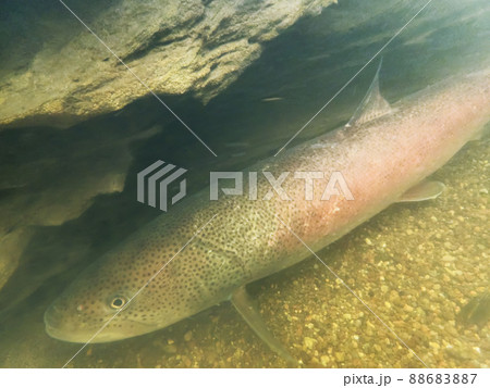 幻の魚イトウ 幻の魚イトウ 88683887