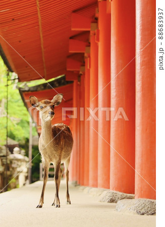 奈良の鹿 奈良の鹿 88683937