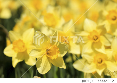 ラッパスイセン　春の花 88684112