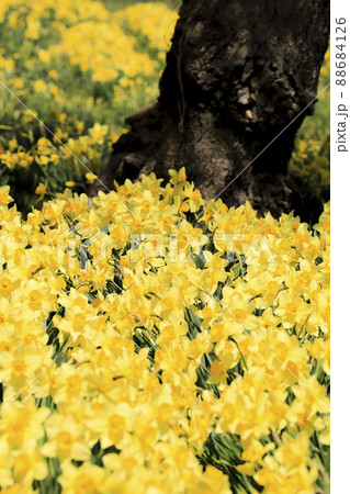 ラッパスイセン　春の花 88684126