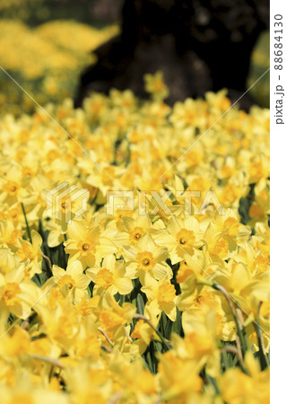 ラッパスイセン　春の花 88684130