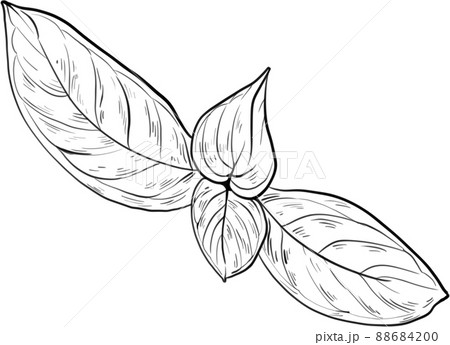 Steak food line art 88684200