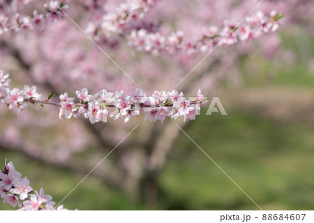 果樹園の桃の花 88684607
