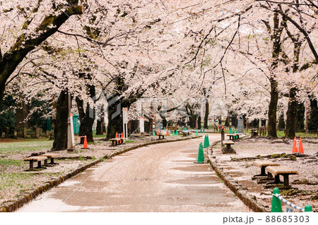 空を覆いつくす桜 88685303