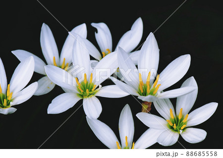 木陰に咲いているタマスダレの花_横1 88685558