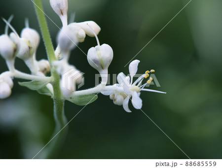 木陰で茎を伸ばし開花したヤブミョウガの花_横1 88685559