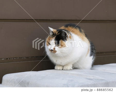 箱の上でかがんで前方を睨む冬毛の三毛猫_横1の写真素材 [88685562