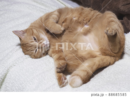 仰向けになって薄目でこちらを見る茶トラ猫_屋内横1 仰向けになって薄目でこちらを見る茶トラ猫_屋内横1 88685585