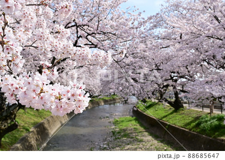 河川敷に咲く満開の桜 五条川 河川敷に咲く満開の桜 五条川 88685647