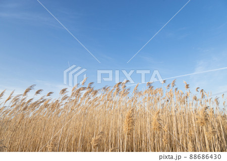 青空とヨシ　葦　ススキに似た植物 88686430