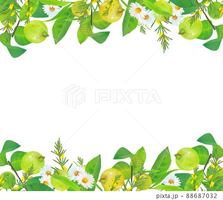 ポップで優しい色使いの北欧風ハーブとフルーツのオシャレな植物の白バックベクターフレームイラスト素材のイラスト素材