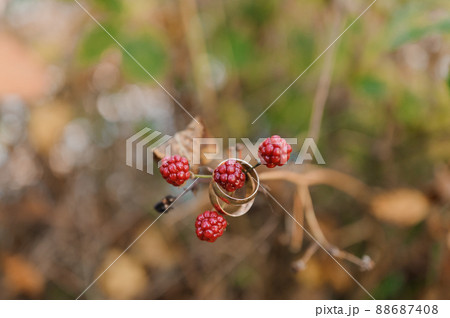 A pair of gold wedding rings on a green background. Rings on the background of leaves and wood 88687408