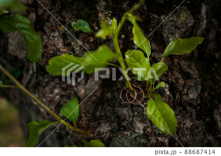 A pair of gold wedding rings on a green background. Rings on the background of leaves and wood 88687414