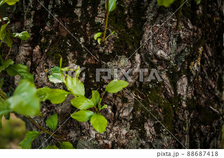 A pair of gold wedding rings on a green background. Rings on the background of leaves and wood A pair of gold wedding rings on a green background. Rings on the background of leaves and wood 88687418