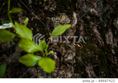 A pair of gold wedding rings on a green background. Rings on the background of leaves and wood 88687422