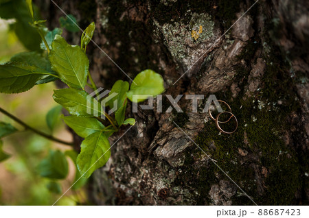A pair of gold wedding rings on a green background. Rings on the background of leaves and wood 88687423