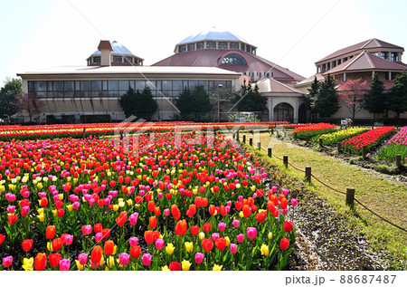 埼玉県深谷市パティオ 春のチューリップ 埼玉県深谷市パティオ 春のチューリップ 88687487