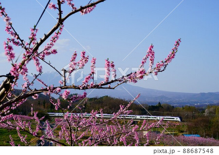 桃の花と特急あずさ 桃の花と特急あずさ 88687548
