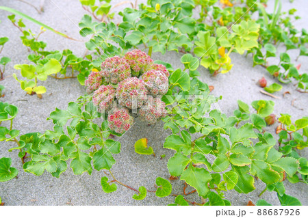 海辺の砂浜に咲く花 ハマボウフウ(海浜植物) 88687926