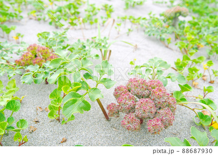 海辺の砂浜に咲く花 ハマボウフウ(海浜植物) 海辺の砂浜に咲く花 ハマボウフウ(海浜植物) 88687930
