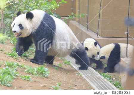 シャオシャオ,レイレイの双子と母親のシンシン_2 88688052