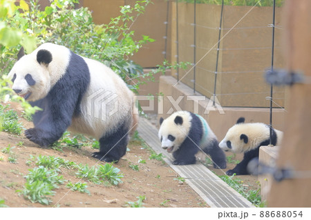 シャオシャオ,レイレイの双子と母親のシンシン_4 88688054