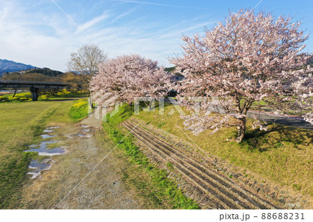 愛媛県内子町　小田川河川敷の桜 88688231