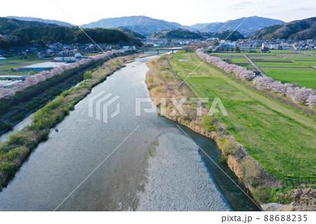 愛媛県内子町 小田川河川敷の桜 愛媛県内子町 小田川河川敷の桜 88688235