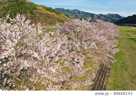 愛媛県内子町 小田川河川敷の桜 愛媛県内子町 小田川河川敷の桜 88688243