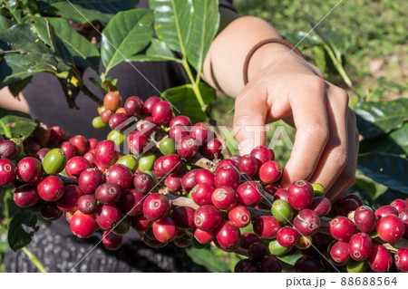 Close-up of farmer hand picking ripe and raw coffee berries on coffee tree branch in coffee plantation. 88688564