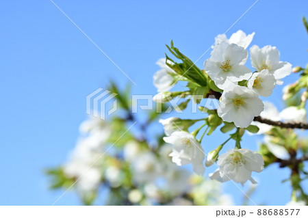 高桑星桜(タカクワホシザクラ) 高桑星桜(タカクワホシザクラ) 88688577