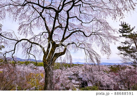 【京都】嵐山・嵯峨野、天龍寺、満開のしだれ桜が大きくて美しい 【京都】嵐山・嵯峨野、天龍寺、満開のしだれ桜が大きくて美しい 88688591