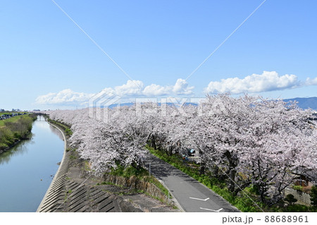 長良川付近の犀川の桜並木　大垣市墨俣 88688961