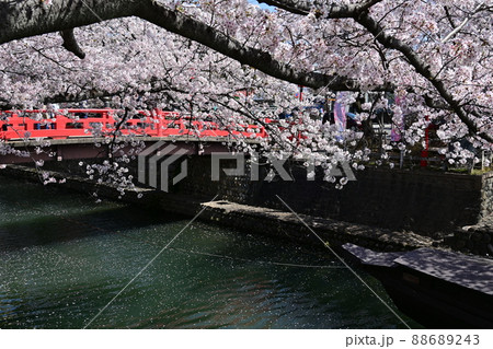 大垣市奥の細道結びの地に咲く桜と水門川 88689243